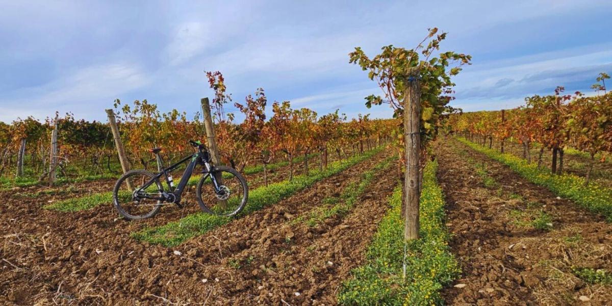 B&B Mandorla Amara Gioia Del Colle Bagian luar foto