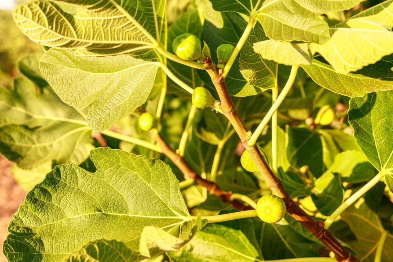 B&B Mandorla Amara Gioia Del Colle Bagian luar foto